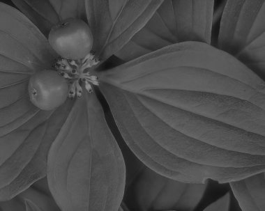 Leaves close view natural black and white photo background. Flora in nature clipart
