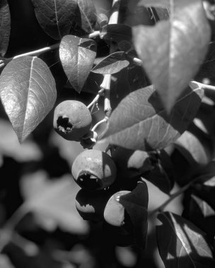 Yakın görüntüyü, doğal siyah beyaz fotoğraf arkaplanını bırakır. Flora doğada