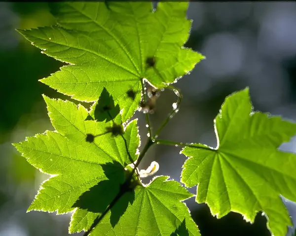 stock image Green leaves close view natural background. Flora in nature