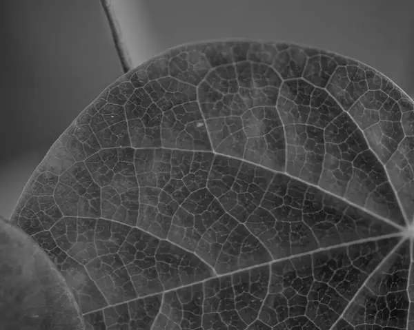 stock image Leaves close view natural black and white photo background. Flora in nature