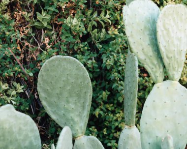 Cactus plant close view background. Green wild cactuses clipart
