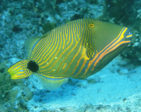 stock image Fish close view photo. Fishing background. Marine life