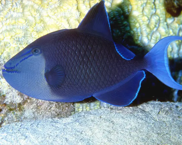 stock image Fish close view photo. Fishing background. Marine life