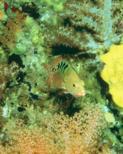 Stock image Fish close view photo. Fishing background. Marine life