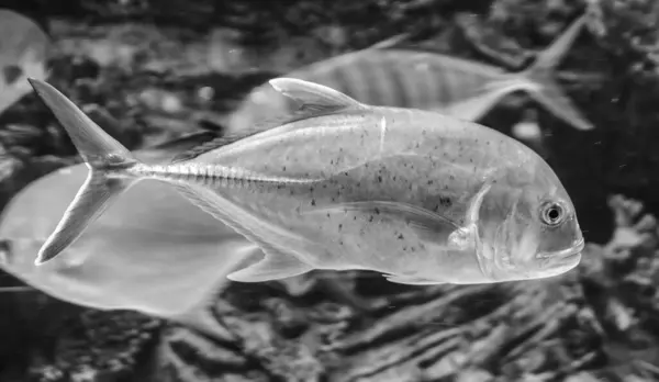 stock image Silver fish swimming in the huge aquarium