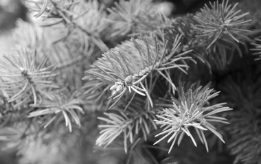 Kürk ağaç yaprak dökmeyen dalları closeup makro görünümü