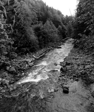 Little mountain river in the Carpathian mountains, Ukraine. Natural river background clipart