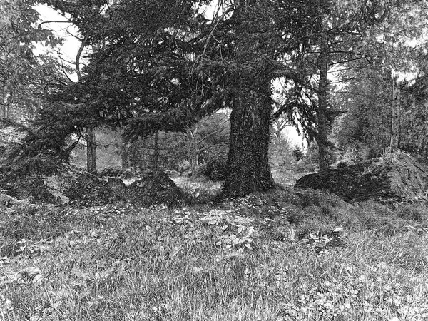 stock image Walls of old celtic caves in Ireland, rocks and mountains in the forest background