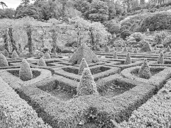 stock image Decorative garden with bushes and plants background in Bantry house, Ireland