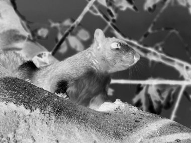 Squirrel close view background. Cute little squirrel in its natural habitat Negative mode sketch illustration clipart