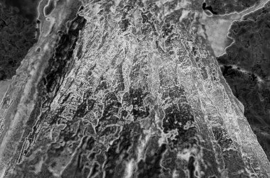 Old tree bark and trunk, closeup view clipart