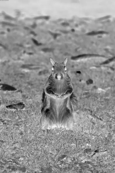 stock image Squirrel close view background. Cute little squirrel in its natural habitat Negative mode sketch illustration