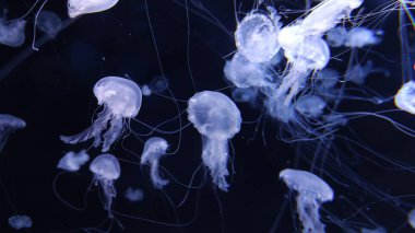 Jellyfish in dark water close view background clipart