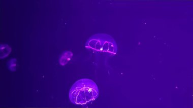 Jellyfish close view background, marine life clipart