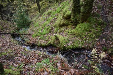 Forest river background. Natural woods and river clipart