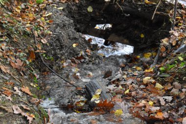 Orman nehri geçmişi. Doğal orman ve nehir