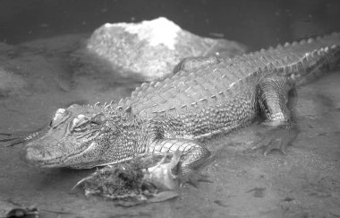 Crocodile reptile in its natural habitat close view black and white grayscale background clipart