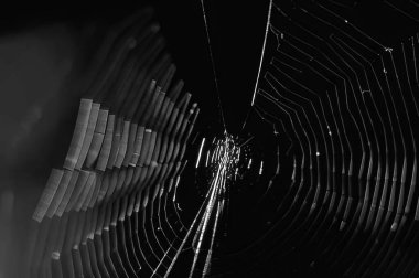 Örümcek yakın görüntüsü siyah ve beyaz tek renkli gri tonlu arkaplan, böcek doğal ortamında.