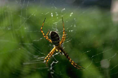 Spider close view background, insect in its natural habitat clipart