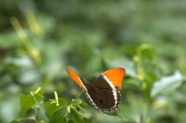 Kelebek yakın görüş makro arka plan, kelebekler doğal ortamlarında