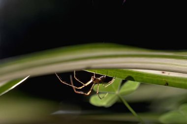 Spider close view background, insect in its natural habitat clipart