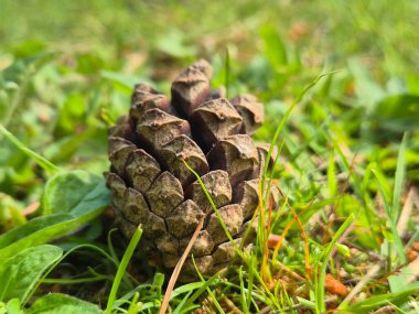 Pine Cone Nestled Among Fresh Greenery Background, Close View of Pine Cone in the Grass