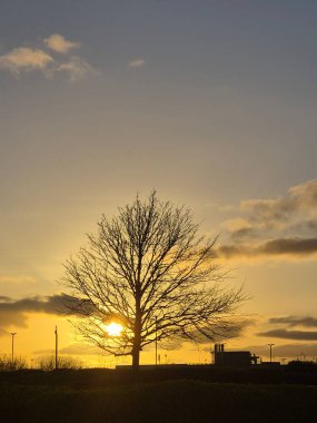 Güneş Işığındaki Güneş Işığı Ağacı, Romantik Atmosfer