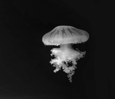 Jellyfish black and white photo background. Grayscale marine life photo clipart