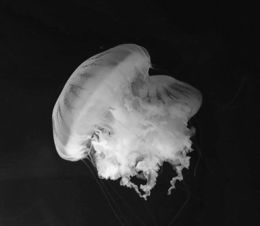 Jellyfish black and white photo background. Grayscale marine life photo clipart