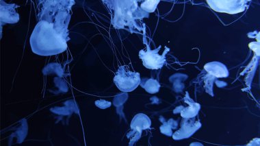 Jellyfish in dark water close view background clipart