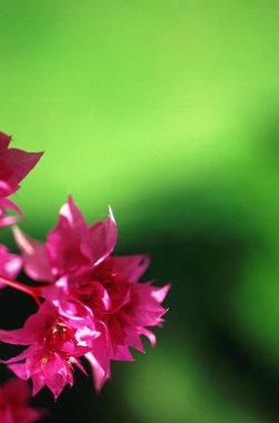 Vibrant Magenta Flower in Macro Focus with Delicate Petals and Stem Details clipart