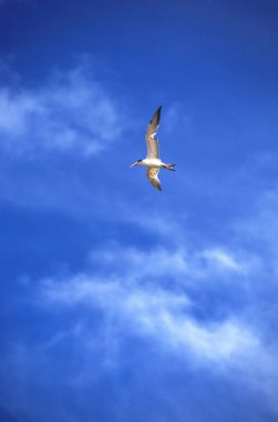 A Majestic Seabird Soaring Through an Electric Blue Sky clipart