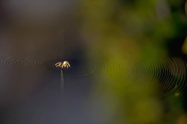 Spider and spider web close view background clipart