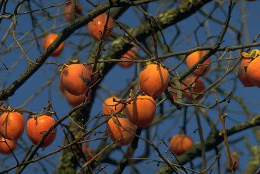 Food, fruit and rangpur background clipart