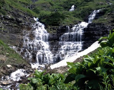 Serene Waterfall Cascading Through Lush Vegetation in a Natural Ecoregion clipart