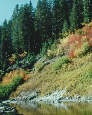 Lush Larch Forest by a Tranquil Stream: A Scenic Representation of Natural Ecoregions clipart