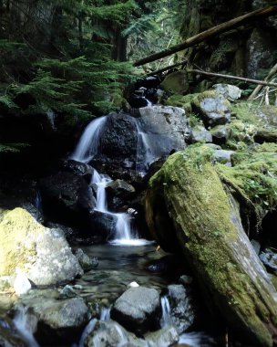 Serene Waterfall Cascading Through Lush Ecoregion and Fluvial Landscapes clipart