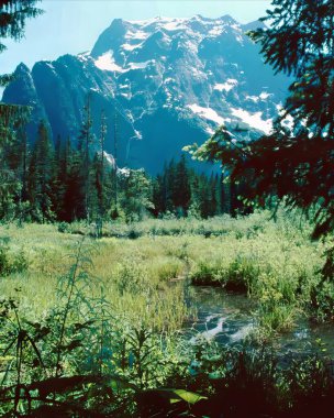 Serenity in Green: A Larch Tree Branch Against the Mountain Sky clipart