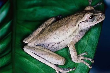 Frog close view background, frog relaxing in its natural habitat clipart