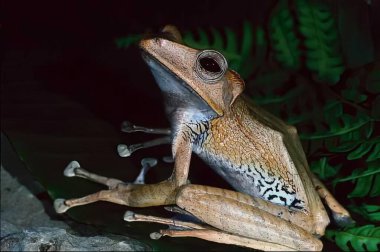 Frog close view background, frog relaxing in its natural habitat clipart