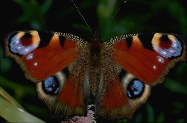 Butterfly in its natural habitat close view background clipart