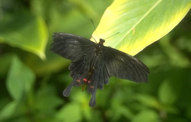 Butterfly in its natural habitat close view background clipart