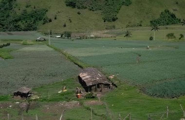 Bitki, ağaç ve doğal manzara