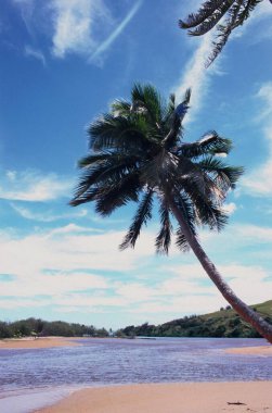 Sunny Day Over Azure Waters with Tropical Trees and Clouds, cloud, sky, water, daytime, plant, nature, blue, palm tree, tree, tropical, sunlight, horizon, lake, reflection, landscape, serene, outdoors, environment, summer, bright, atmosphere, tranqui clipart