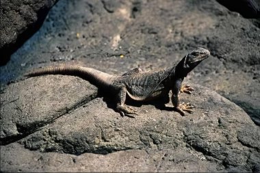 Lively Iguana Relaxing on a Wooden Surface clipart