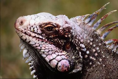 Doğal Yaşam Alanındaki Renkli İguana Başı, iguana, sürüngen, kertenkele, ölçekli hayvan, karasal hayvan, orman, yakın plan, iguanidae, hayvan başı, vahşi yaşam, doğa, egzotik hayvan, yeşil iguana, tropikal, parlak renkler, kabuklu hayvanlar 