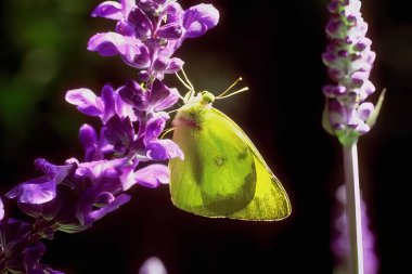 Colorful Butterfly on Purple Flower: Nature's Beauty in Action clipart