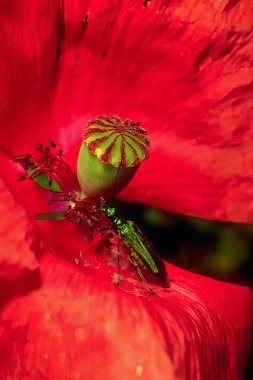 Blossoming Flower with Insects in a Garden clipart