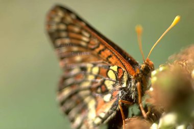 Butterfly on a Flower: Nature's Colorful Pollinator clipart