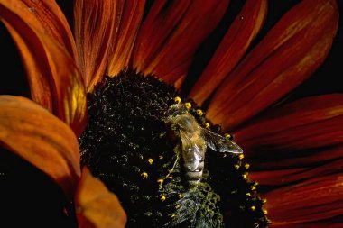 Bees Pollinating Bright Yellow Flowers in Bloom clipart